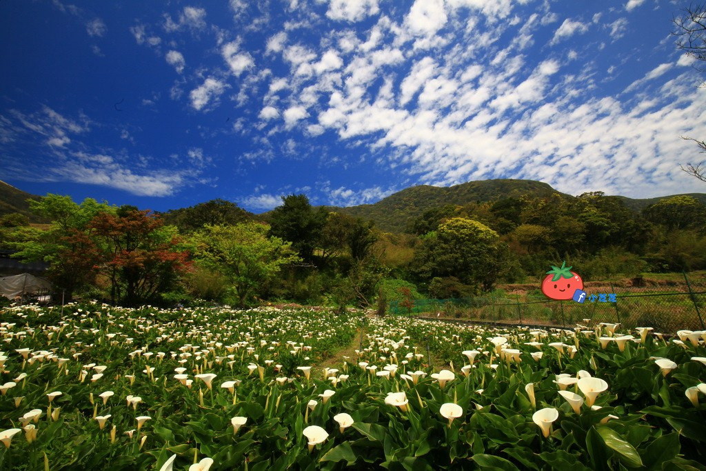 陽明山竹子湖 海芋 苗榜