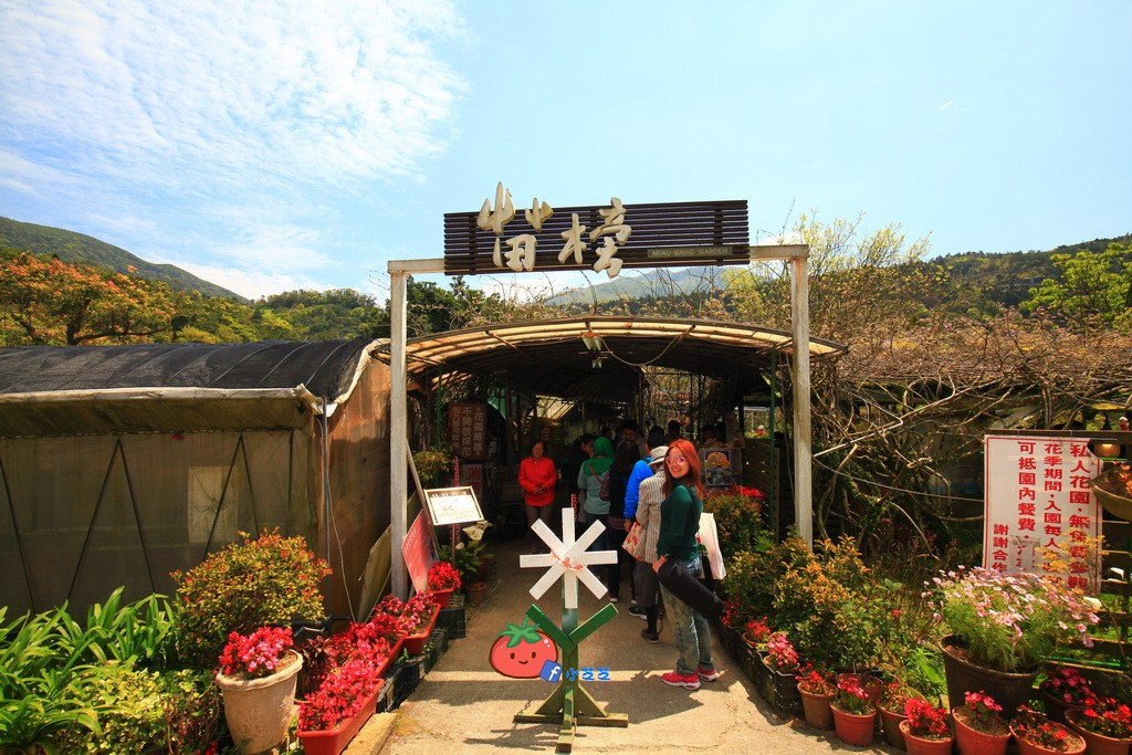 陽明山竹子湖 海芋 苗榜