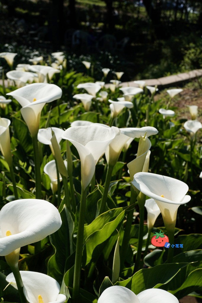 陽明山竹子湖 海芋 苗榜