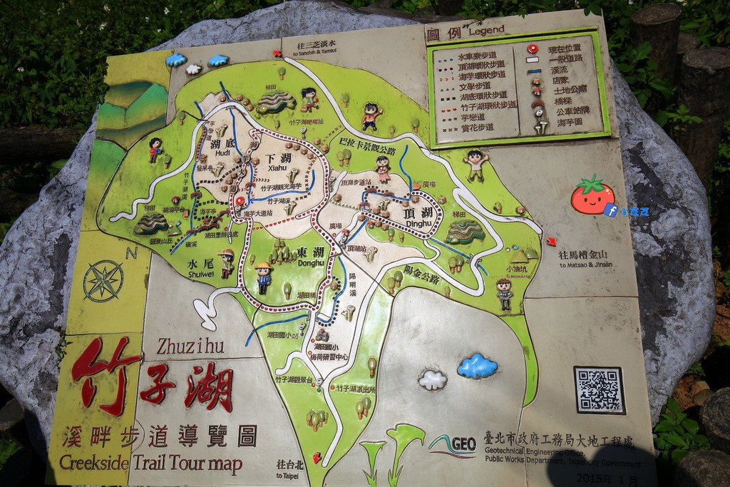 陽明山竹子湖 海芋 苗榜