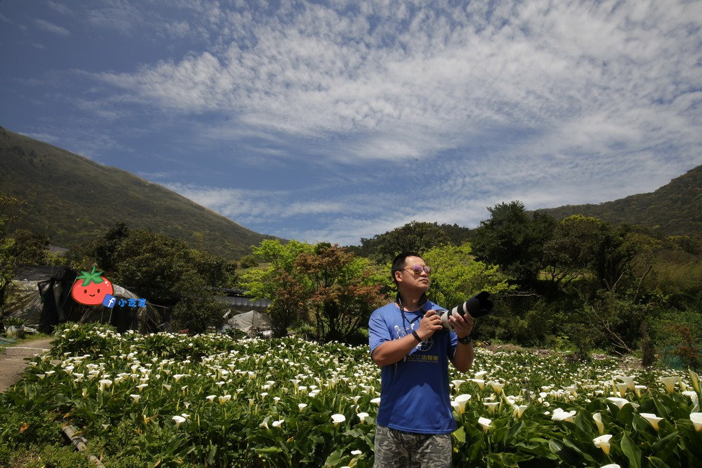 陽明山竹子湖 海芋 苗榜