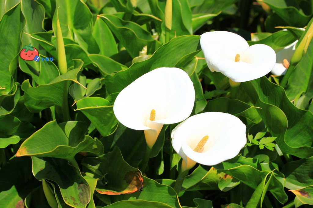 陽明山竹子湖 海芋 苗榜