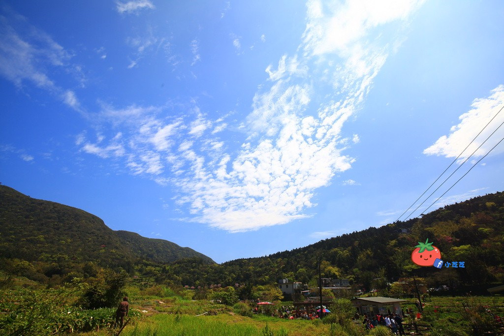 陽明山竹子湖 海芋 苗榜