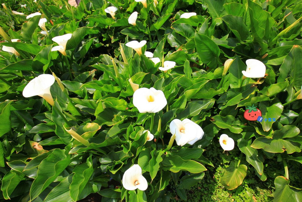 陽明山竹子湖 海芋 苗榜