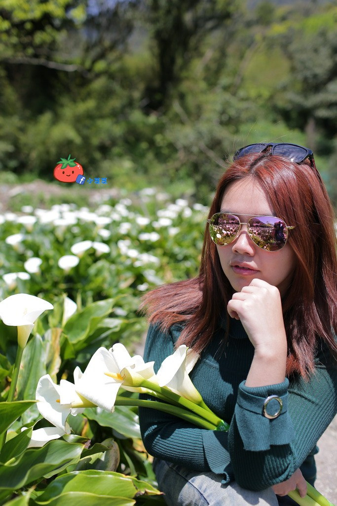 陽明山竹子湖 海芋 苗榜