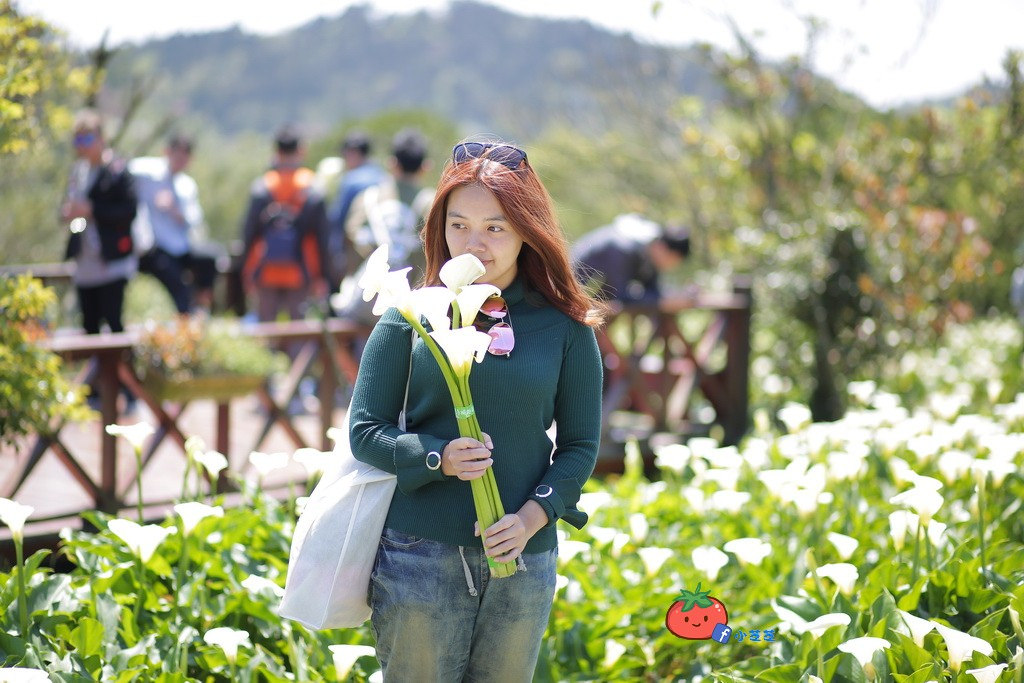 陽明山竹子湖 海芋 苗榜
