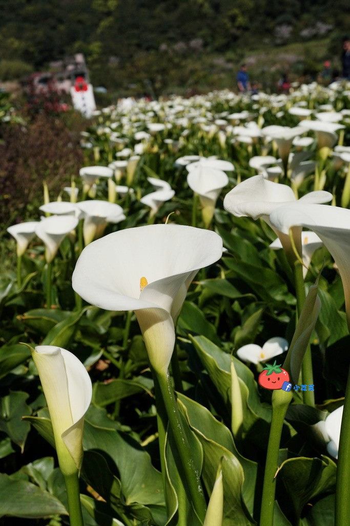 陽明山竹子湖 海芋 苗榜
