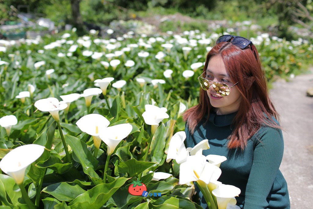 陽明山竹子湖 海芋 苗榜