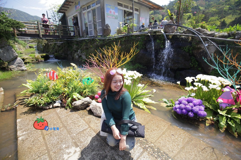 陽明山竹子湖 海芋 苗榜