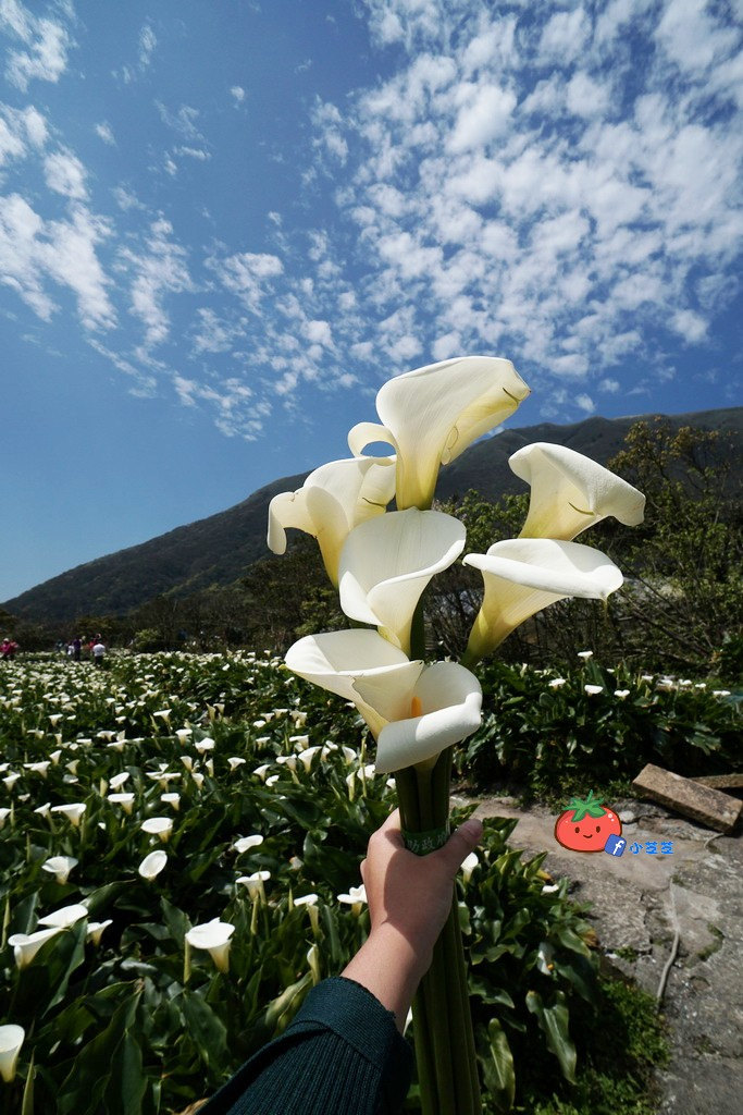陽明山竹子湖 海芋 苗榜
