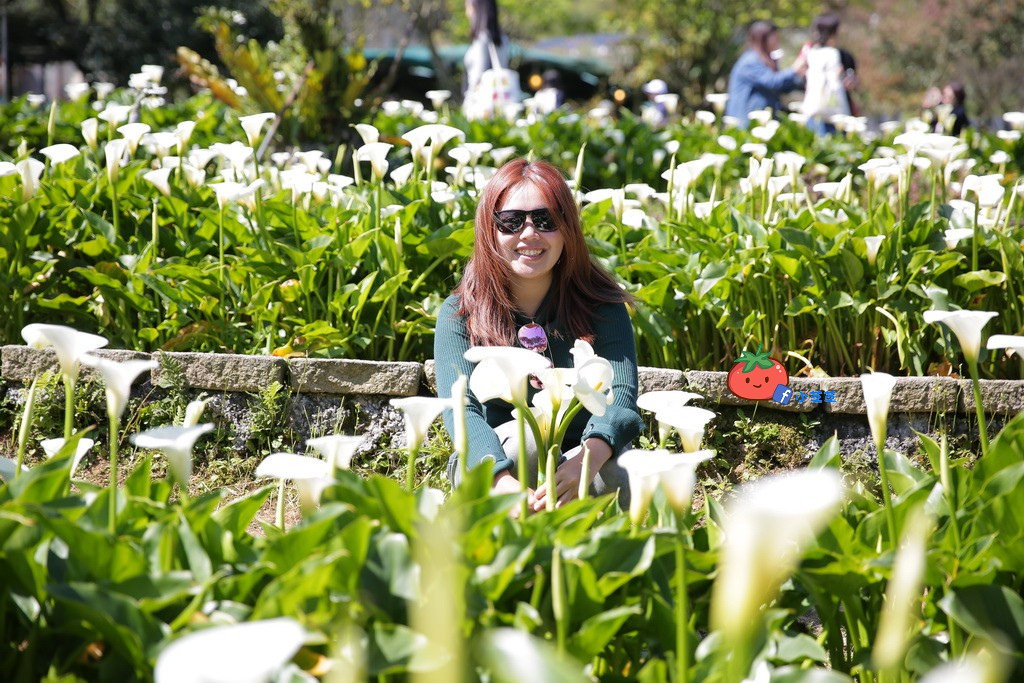 陽明山竹子湖 海芋 苗榜