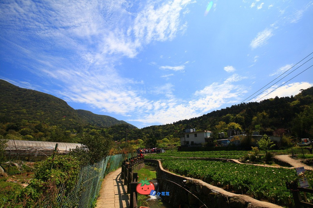 陽明山竹子湖 海芋 苗榜