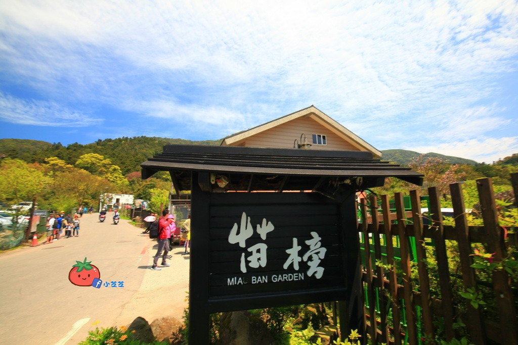 陽明山竹子湖 海芋 苗榜