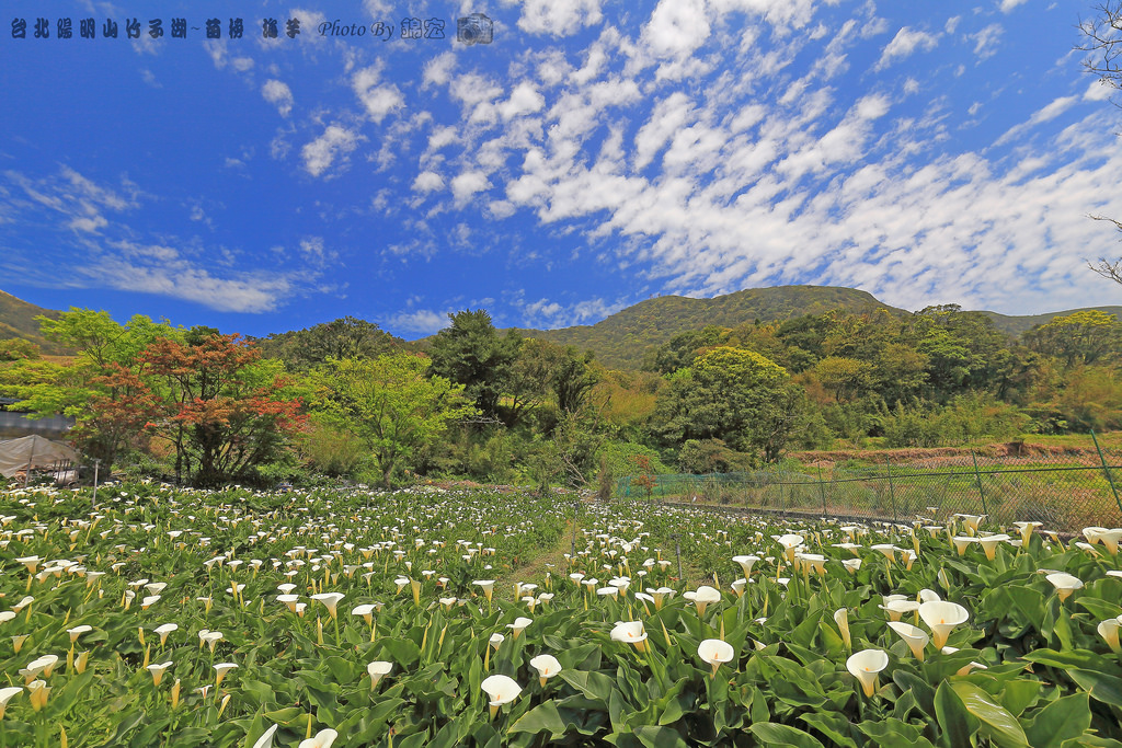 台北陽明山 竹子湖~苗榜 海芋