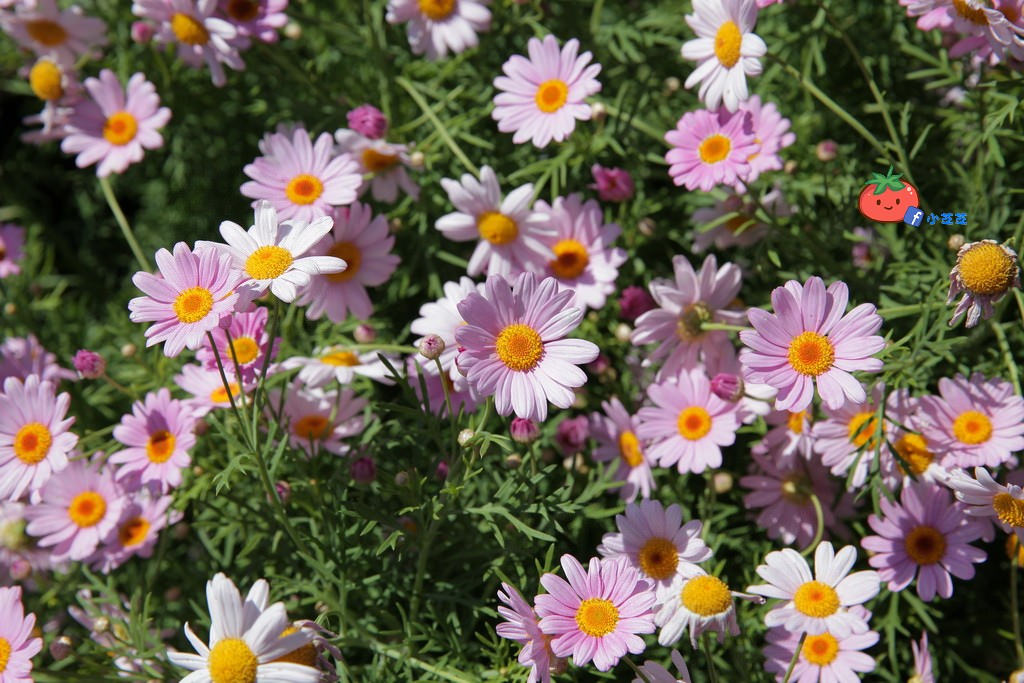 陽明山竹子湖 海芋 苗榜