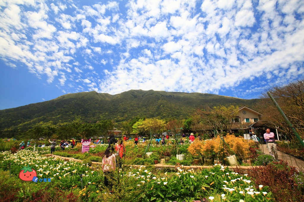 陽明山竹子湖 海芋 苗榜