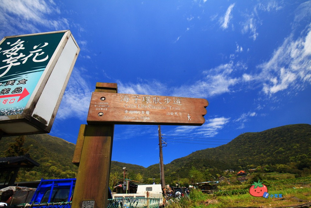 陽明山竹子湖 海芋 苗榜