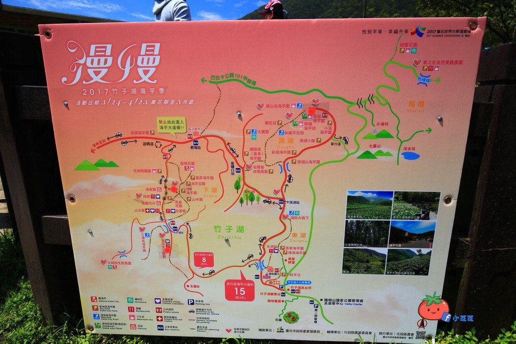 陽明山竹子湖 海芋 苗榜