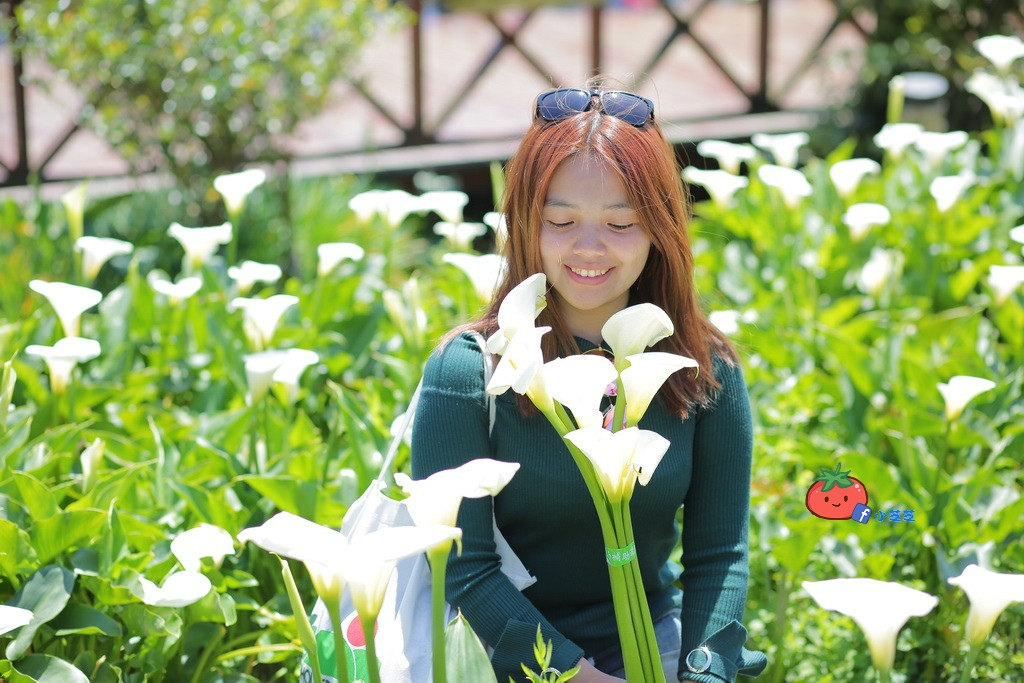 陽明山竹子湖 海芋 苗榜