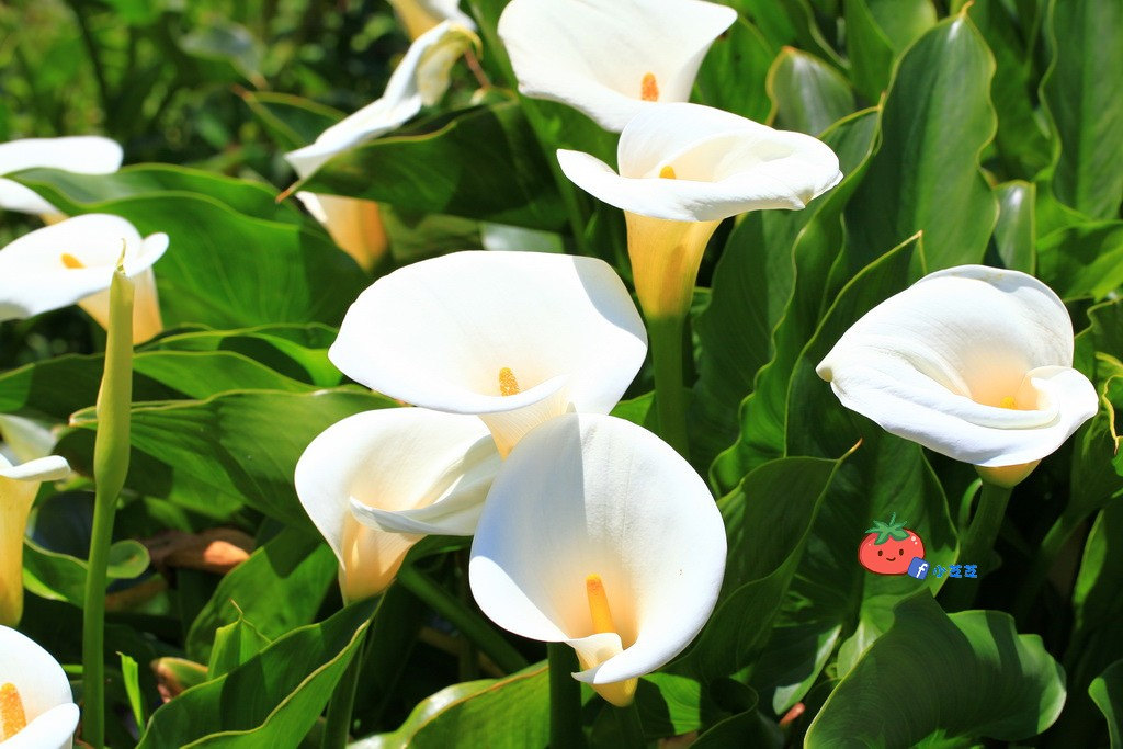 陽明山竹子湖 海芋 苗榜