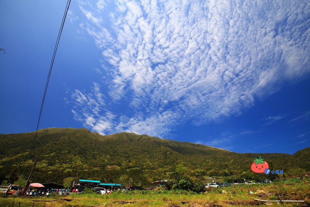 陽明山竹子湖 海芋 苗榜