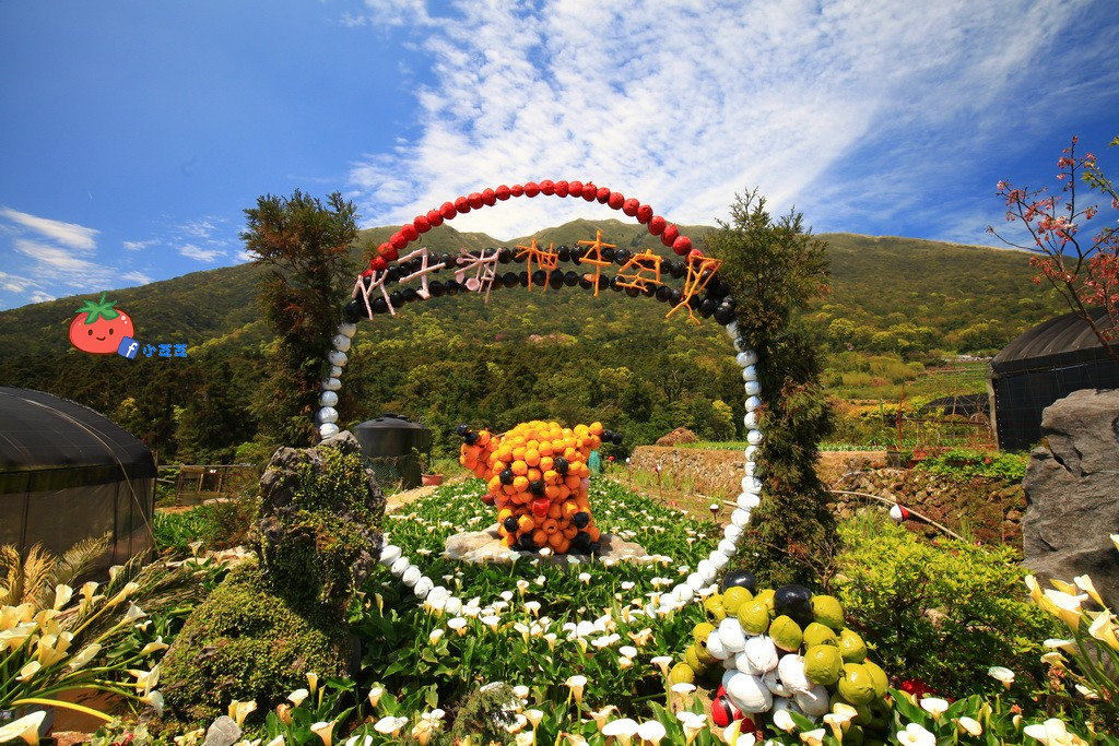 陽明山竹子湖 海芋 苗榜