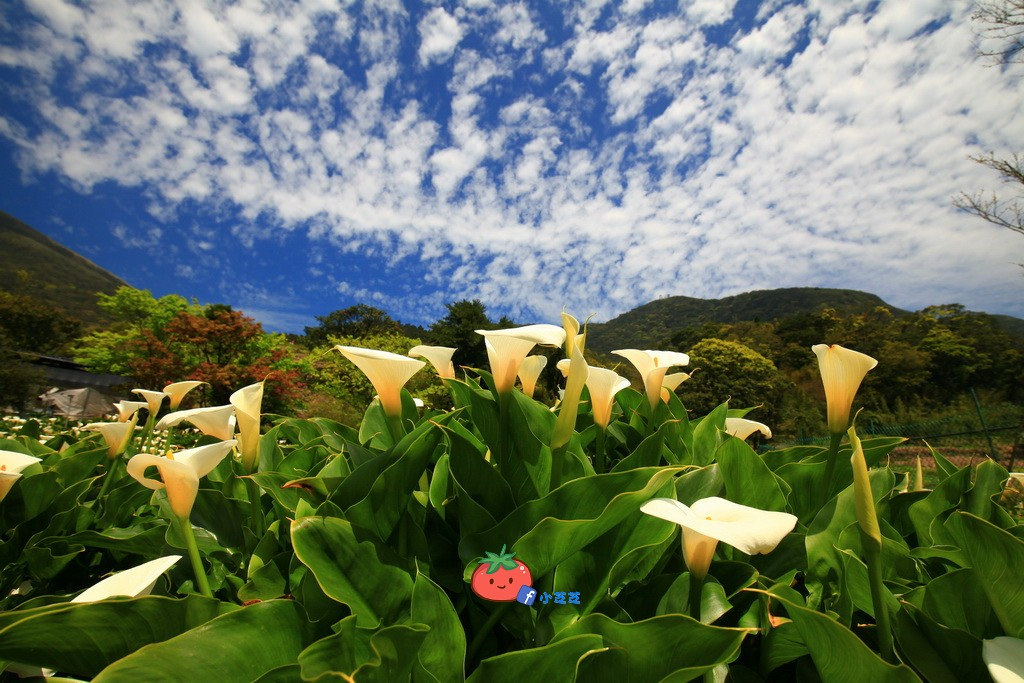 陽明山竹子湖 海芋 苗榜