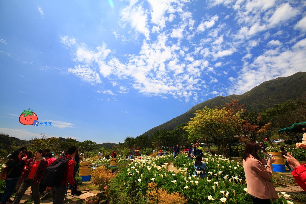 陽明山竹子湖 海芋 苗榜陽明山竹子湖 海芋 苗榜