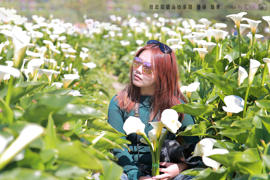 台北陽明山 竹子湖~苗榜 海芋