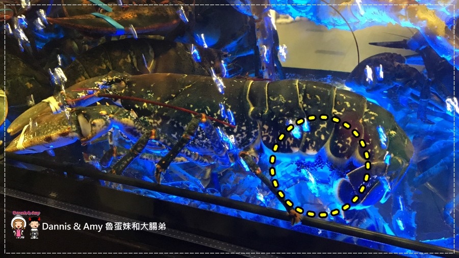 20170325《竹北美食》大釧鍋物-竹北店。法國藍龍蝦。黃金蟹現撈現煮有夠青A活海鮮火鍋︱光明一路上餐廳（影片） (3).JPG