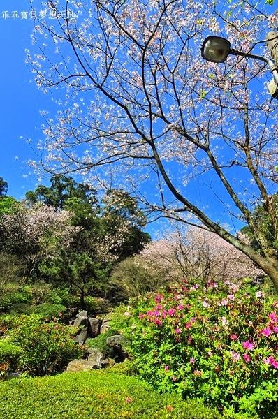 三板橋民宅櫻花園-27.JPG 三板橋民宅櫻花園-27.JPG