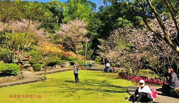 三板橋民宅櫻花園-22.JPG 三板橋民宅櫻花園-22.JPG