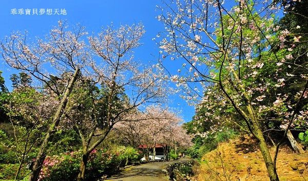 三板橋民宅櫻花園-16.JPG 三板橋民宅櫻花園-16.JPG