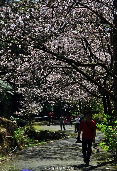 三板橋民宅櫻花園-9.JPG 三板橋民宅櫻花園-9.JPG