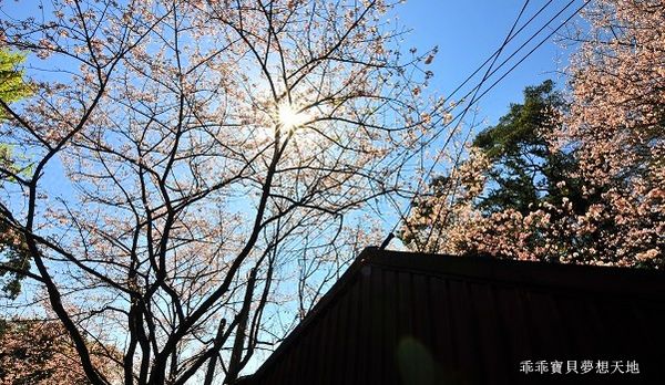 三板橋民宅櫻花園-13.JPG 三板橋民宅櫻花園-13.JPG