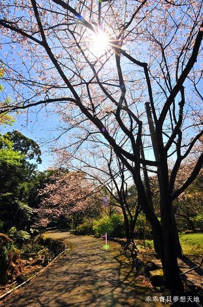 三板橋民宅櫻花園-7.JPG 三板橋民宅櫻花園-7.JPG