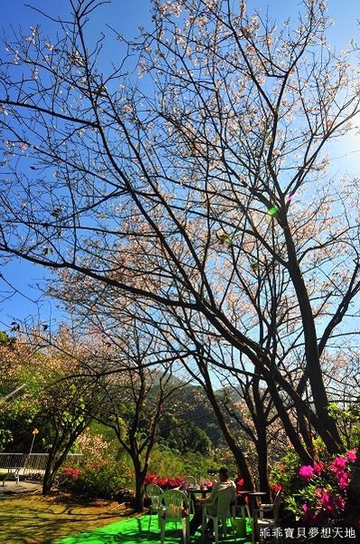 三板橋民宅櫻花園-31.JPG 三板橋民宅櫻花園-31.JPG