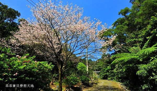 三板橋民宅櫻花園-4.JPG 三板橋民宅櫻花園-4.JPG