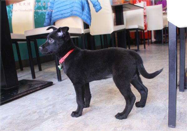 林口波妞廚房 11.JPG