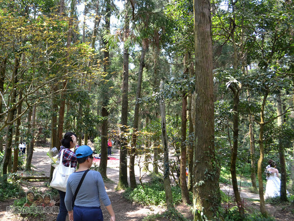 小溪頭柳杉林(黑森林)09-一進入就看到有婚攝