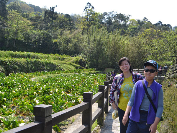 竹子湖海芋季35-海芋梯田前留影