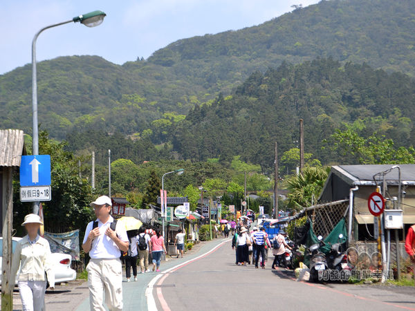竹子湖海芋季37-海芋大道口