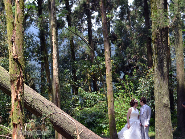 小溪頭柳杉林(黑森林)18-婚攝中甜蜜的新人