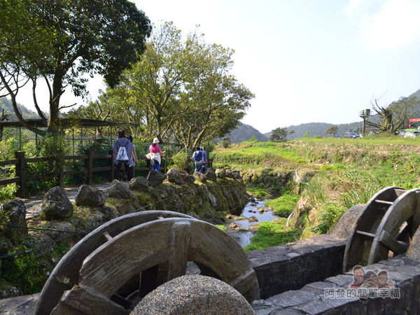 竹子湖海芋季06-很愜意的溪畔與田園風光