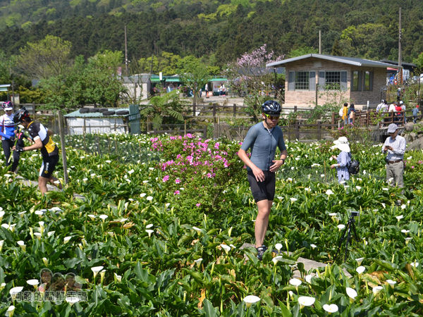 竹子湖海芋季16-人們在田中穿梭尋找