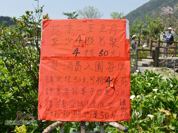 竹子湖海芋季12-入園需知