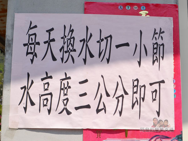 竹子湖海芋季28-回家海芋保存方式