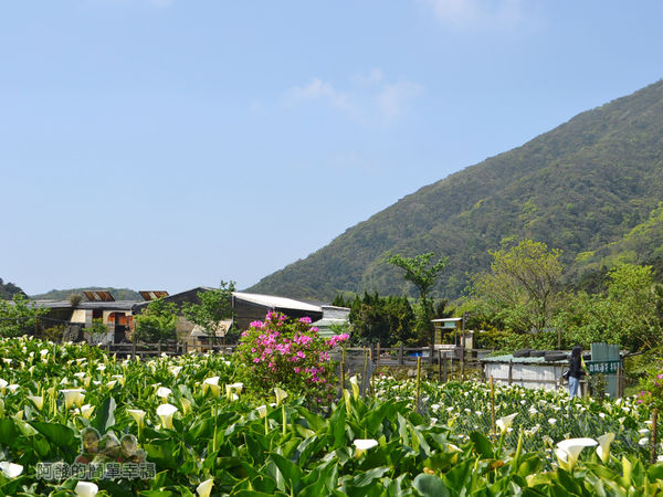 竹子湖海芋季13-海芋田一景
