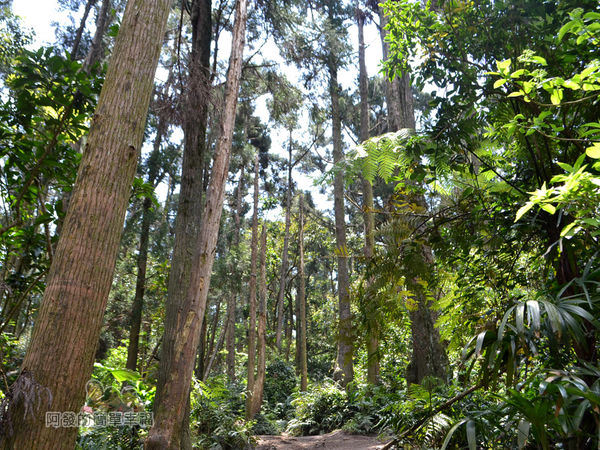 小溪頭柳杉林(黑森林)17-充滿森林系的氣氛