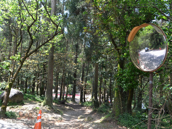 小溪頭柳杉林(黑森林)08-黑森林入口